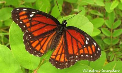 Butterfly of the week – Viceroy | Bug Week 2023