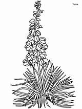 Yucca Flowers Coloring Pages  Page Book sketch template
