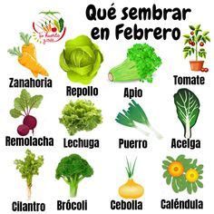 Las plantitas : Plantas comestibles