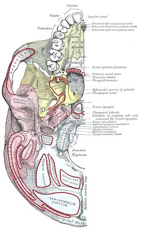 Semispinalis Capitis Muscle | Action & Stretch | Study.com