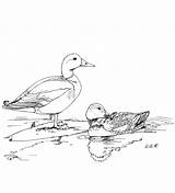Página Para Colorir De Dois patos Reais Na Lagoa  Desenhos sketch template