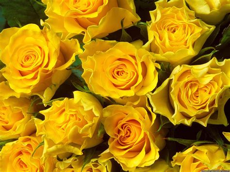 Desktop Wallpapers » Flowers Backgrounds » Yellow Roses » www.desktopdress.com