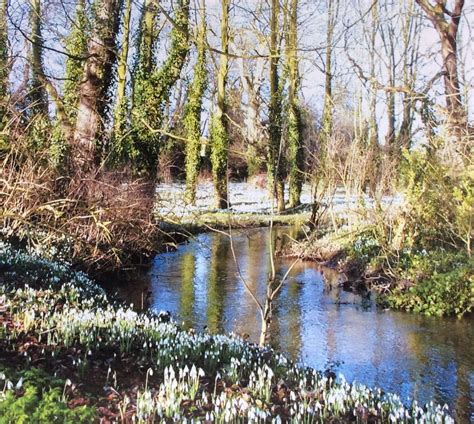 Snowdrops at Walsingham Abbey, Norfolk.