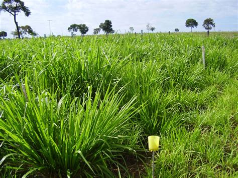 Megathyrsus Maximus 100 Seeds Guinea Grass Panicum maximum Buffalo Grass Ceylon | eBay