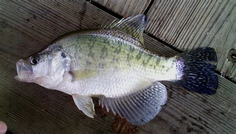 White Crappie - eMuseum of Natural History