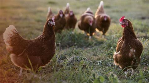 ¿Cómo funciona una granja de gallinas ponedoras? - Molinos Champion