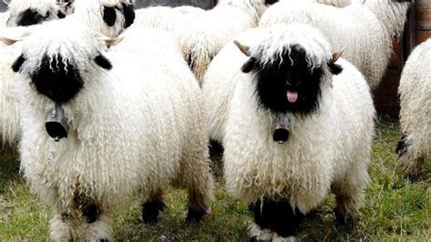 Valais Blacknose Sheep: All You Need To Know • Lazer Horse