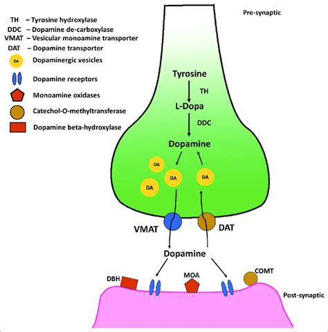 Candidate genes in the dopaminergic pathway. Genes code for dopamine ...