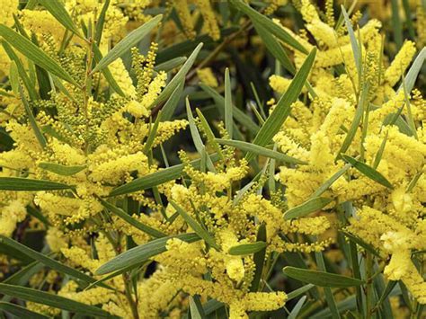 Unearthing Golden Wattle Facts and Sydney's Whale Migration