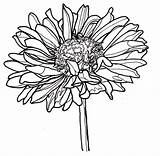 Zinnia Coloring Pages  Best For Kids Flower Line sketch template