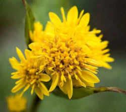 Kentucky State Flower: Goldenrod