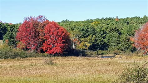 Autumn Colors in Maine - The Martha Stewart Blog