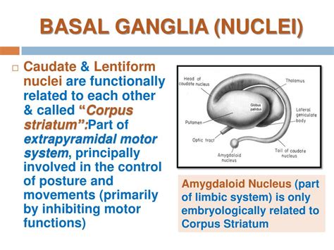 Basal Ganglia Structure And Function