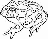 Cute Toad Coloring Pages To Print  Add Some Whimsy Your Time sketch template