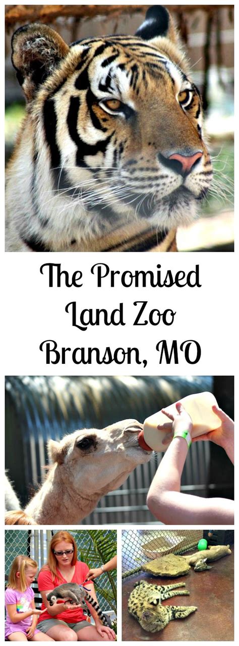 Promised Land Zoo - Branson, MO | Just Plum Crazy | Branson zoo, Branson, Branson vacation