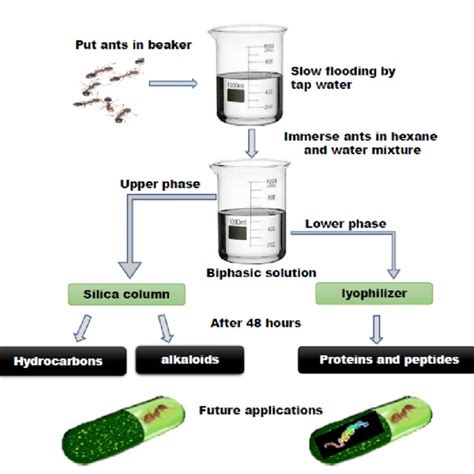 Schematic representation of the step-by-step isolation of the venom... | Download Scientific Diagram