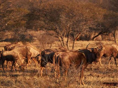 Hunting Golden Wildebeest in South Africa - Somerby Safaris