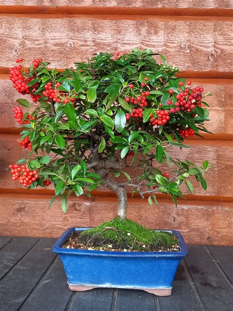 Indoor/Outdoor Bonsai - The Bonsai Shop