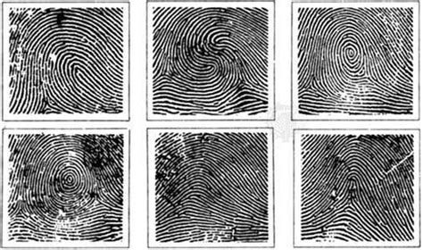 Fingerprint | anatomy | Britannica.com