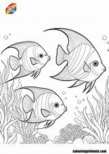 Angelfish Coloring Pages Free Printables sketch template