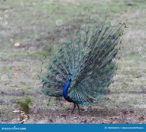 Indian Peafowl with Feathers Displayed Fully Stock Photo - Image of displayed, flying: 106936816