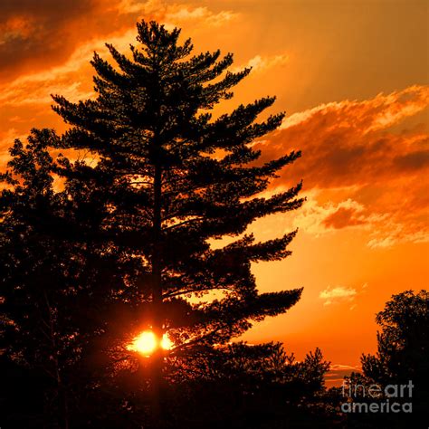 Sunset and Pine Tree Photograph by Olivier Le Queinec - Fine Art America