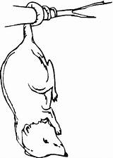 Possum Coloring Pages Printable For Free Download sketch template