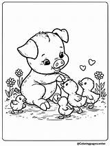 Free Printable Pig Coloring Pages sketch template