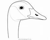 Canada Goose Face Coloring Page For Kids  Free Swans And Geese sketch template