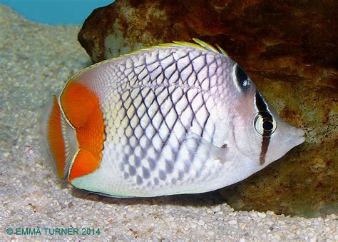 Pearlscale Butterflyfish-Chaetodon xanthurus