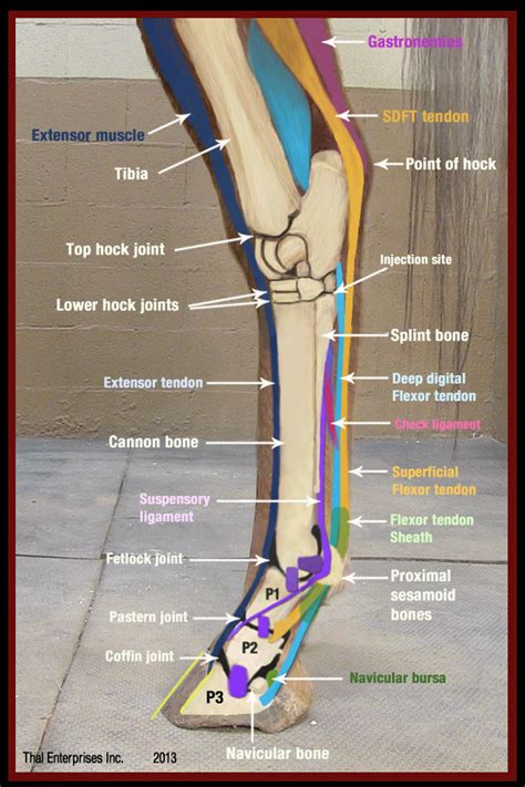 Vitals & Anatomy - Horse Side Vet Guide