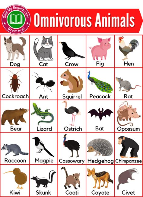 Omnivorous Animals Name List | English Vocabulary