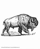 Free Printable Bison Coloring Pages For Kids sketch template