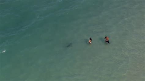 Shark spotted swimming close to shore in Daytona Beach