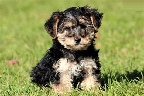 Top 10 Most Popular Cross-Breed Dogs | HubPages