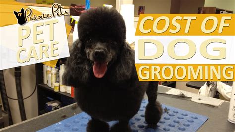 The Cost of Dog Grooming – Average Pricing and Services Estimates ...