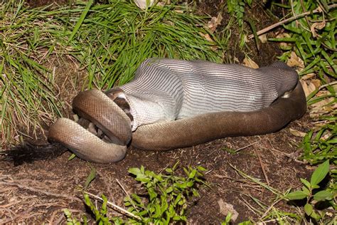 Python Swallows Crocodile Whole. Photographer Captures Every Last, Grisly 'Bite.' | Live Science