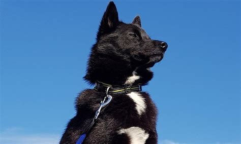 150+ Norwegian Dog Names with Male & Female – Pet Guide Reviews