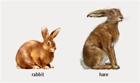 The Agatelady: Adventures and Events: Difference between a rabbit and a hare