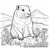Gopher Coloring Pages  Free & Printable sketch template