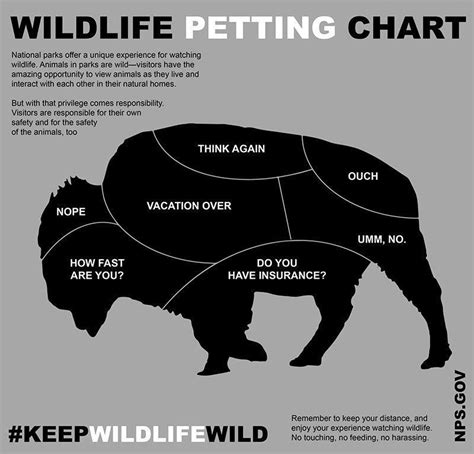 Yellowstone uses humorous poster to advise against petting bison ...