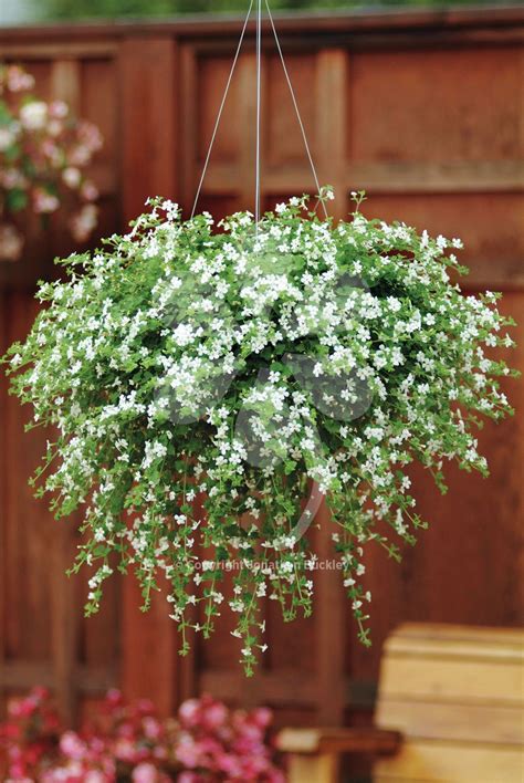 Bacopa 'Snowtopia' is a pretty trailing half-hardy annual. It is ideal as a filler for hangin ...