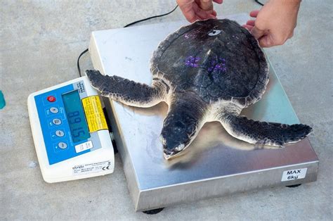 Critically endangered sea turtles returned to the wild | Featured#