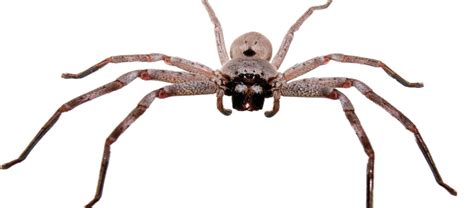 Australia's Giant Huntsman Spider! | Critter Science