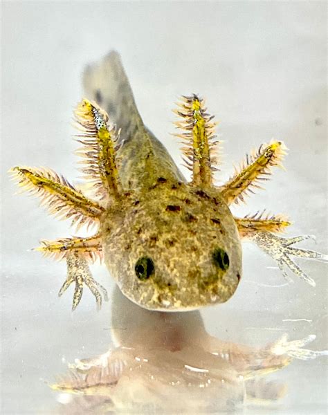 The Yellow Axolotl: A Color Morph Of The Axolotl – MudFooted