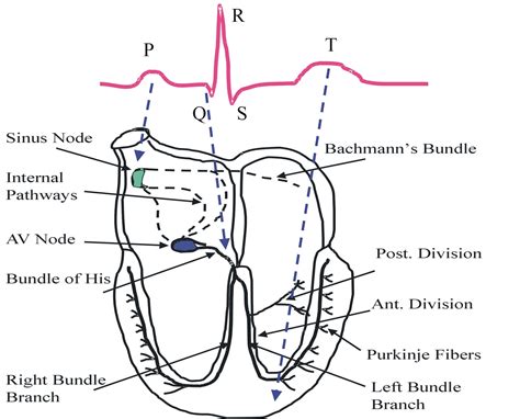 ECG (electrocardiogram). Causes, symptoms, treatment ECG (electrocardiogram)