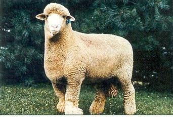 Columbia Sheep | Columbia Sheep Breed