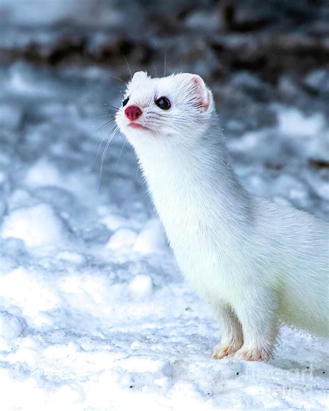 White Weasel Photograph by Jennifer Jenson