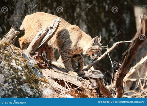 Bobcat hunting stock image. Image of park, bobcat, hunting - 82303845