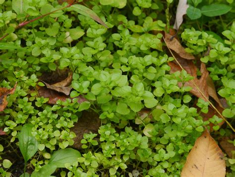 Common chickweed | Identify that Plant